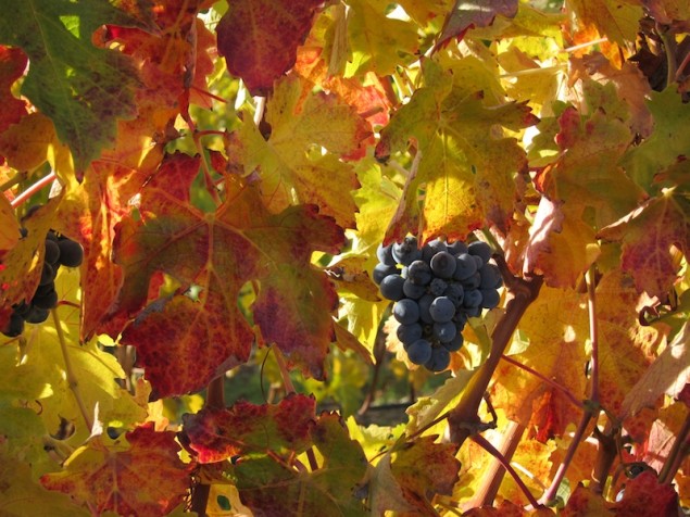 Fall Cab at harvest
