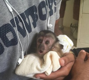 The star of Monkeying Around With Dallas Bryant