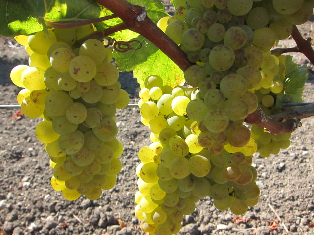 Chardonnay grapes just before harvest