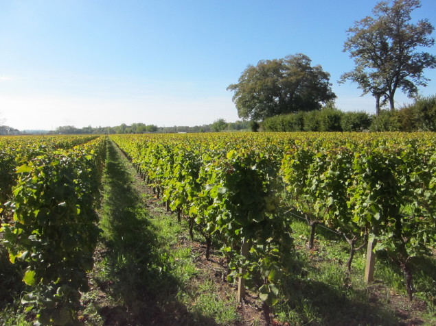 Semillon vineyards in Sauternes
