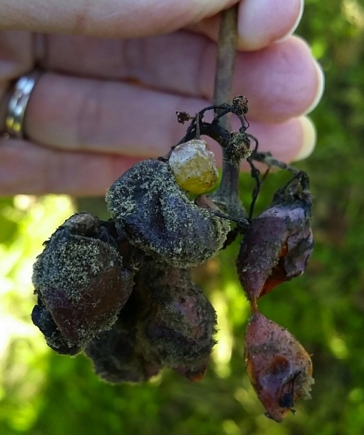 Botrytized grapes in Sauternes