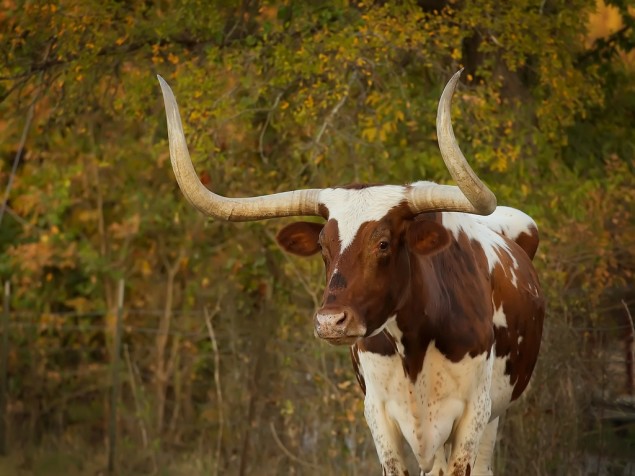 Don't mess with Texas longhorns. (photo: Roy Niswanger/Flickr)