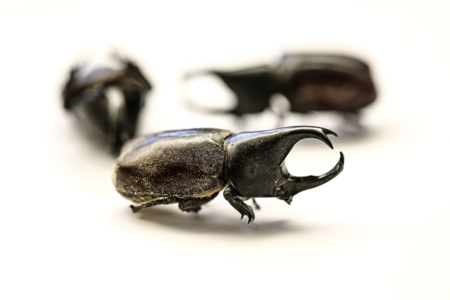 Bacon and cheese flavored male rhino beetles. 