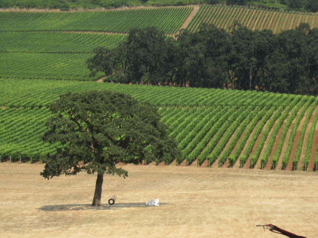 Stoller Family Vineyards in Willamette Valley