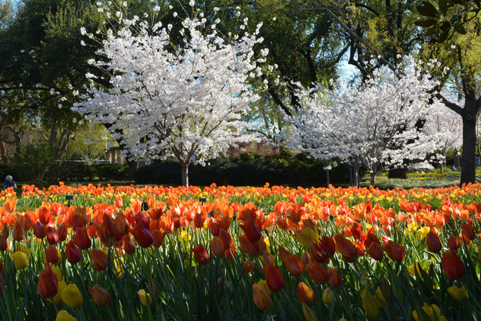 The Seven Best Photo Opps At The Arboretum S Dallas Blooms