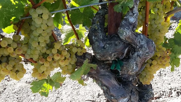 Chardonnay grapes in Sonoma, CA