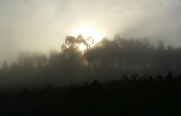 Morning fog settles in over Vinho Verde