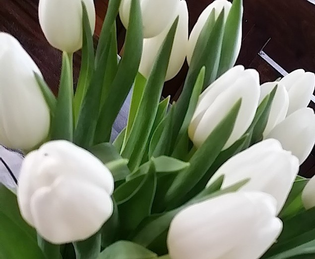 tulips