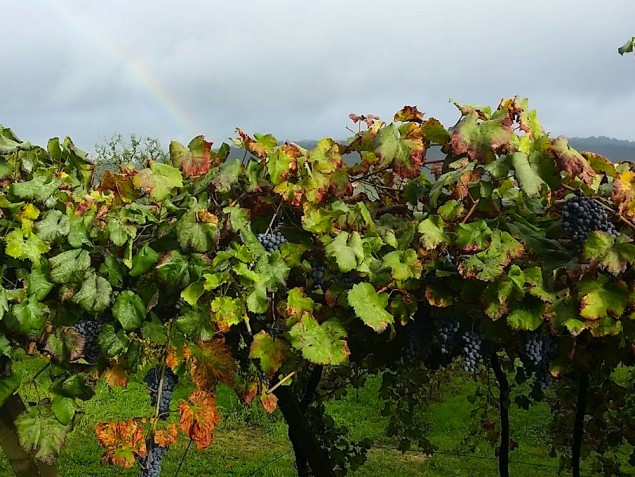 Espadeiro grapes in Vinho Verde, Portugal