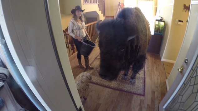 Bullet the bison makes herself at home.