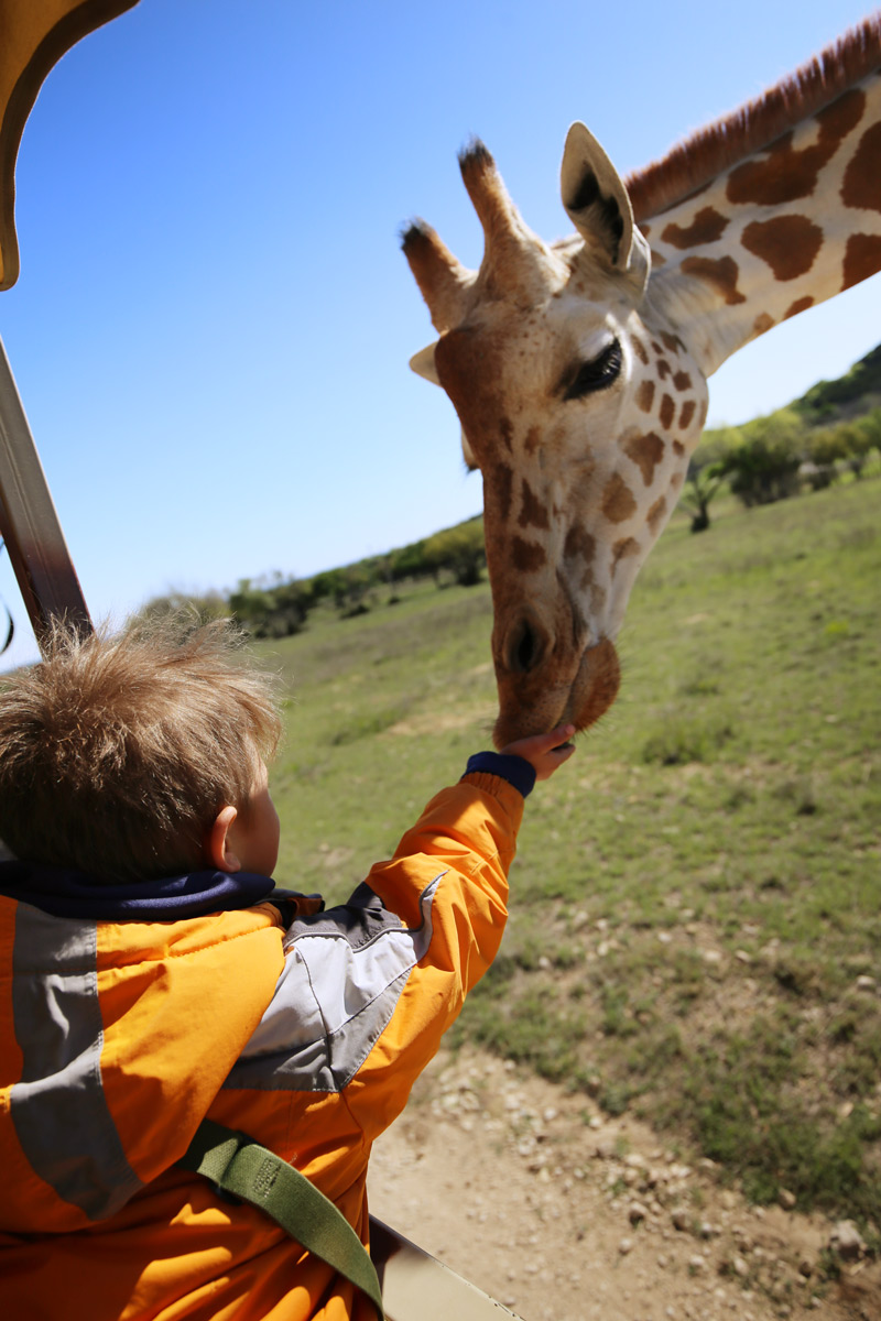 safari in glenrose