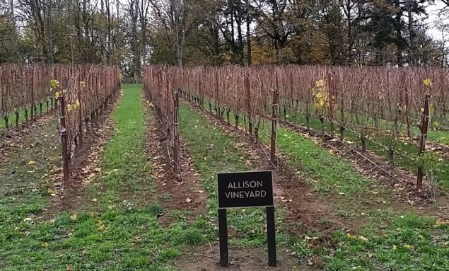 Allison Vineyard in Newberg on a rainy afternoon.