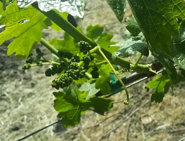 Italics Coombsville AVA Cabernet Sauvignon vine in spring
