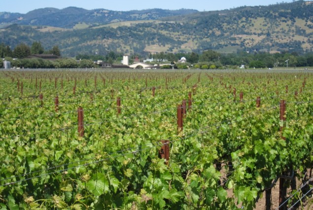 To Kalon Vineyard looking out to the Roberty Mondavi Winery