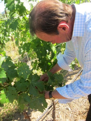 Andy Beckstoffer inspecting his vines.