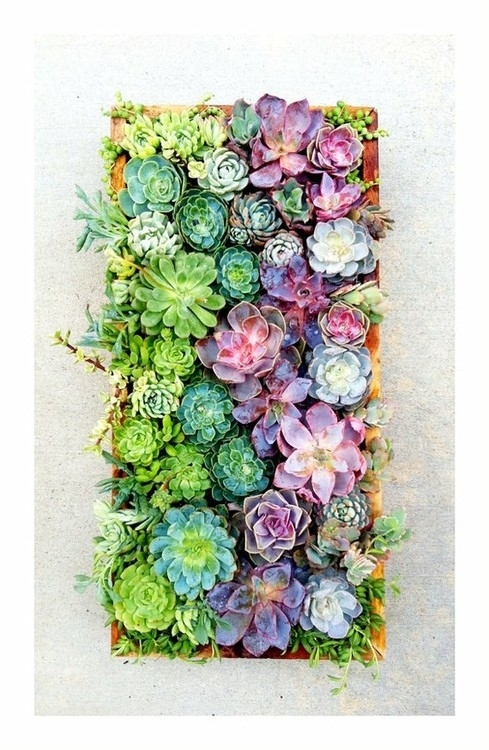 Living Art Succulent DIY Kit, Vertical Plant Art