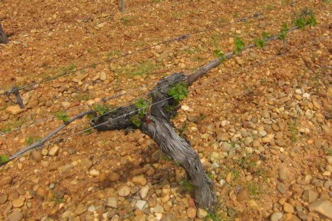 Verdejo vine in rock, clay and limestone soils at Bodega Belondrade