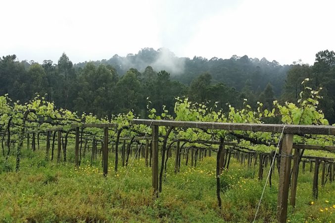 Fillaboa Albarino vines in Rias Baixas