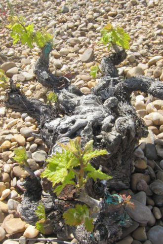 Numanthia 100+ year old Tinta da Toro vine