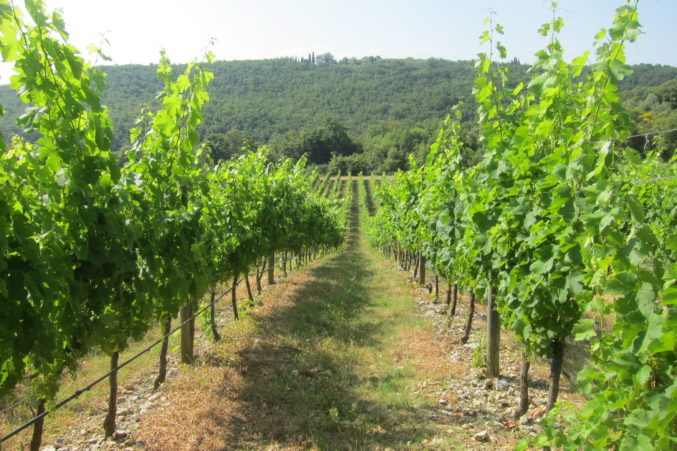 One of the Merlot vineyards protected by a natural forest to keep temperatures cooler than other parts of the estate