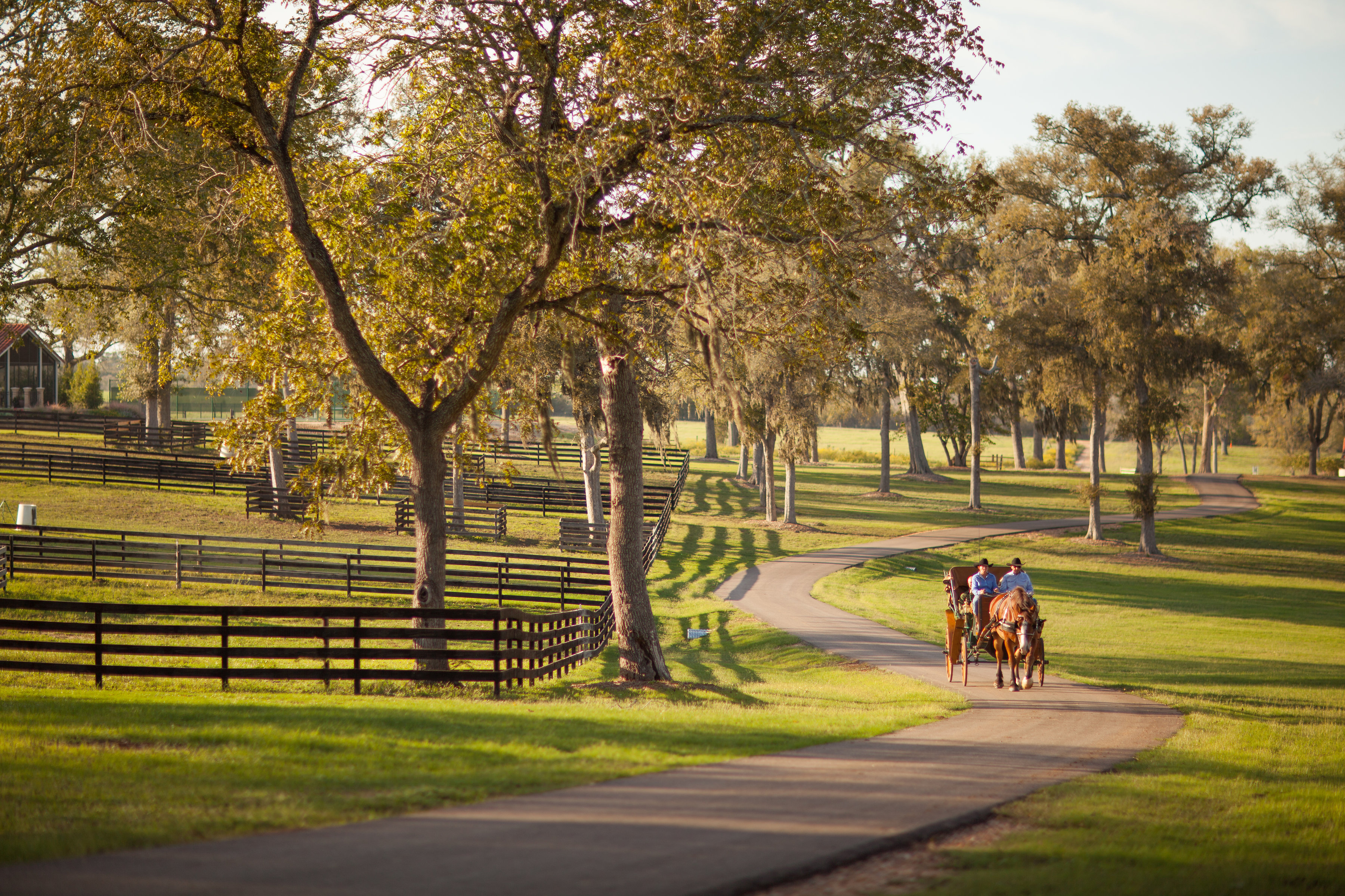 The Inn at Dos Brisas_horses