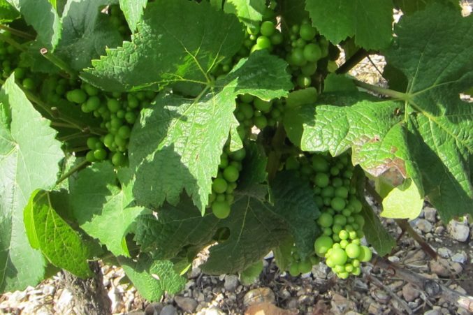 Sauvignon Blanc vines in summertime; photo by Hayley Hamilton Cogill