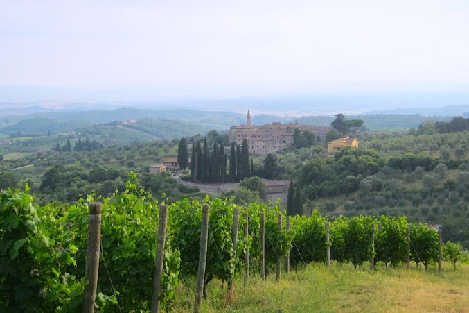 Cabernet Franc vines overlooking olive trees and San Gusmé