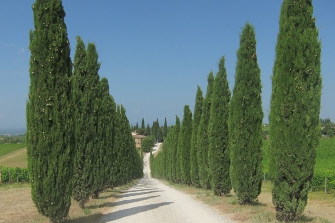 cedar trees