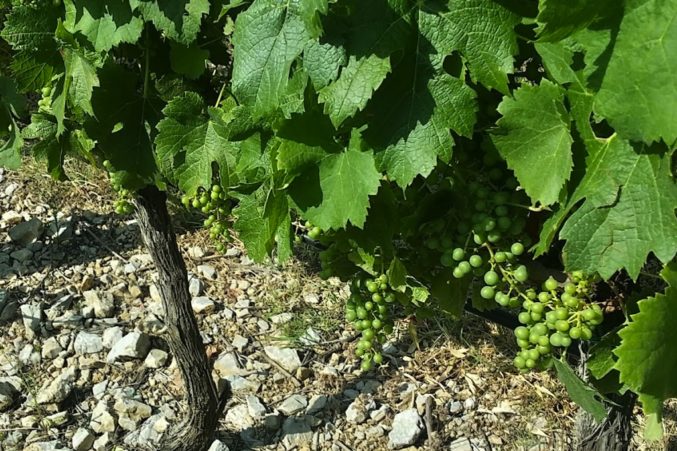 Merlot vines in the Valadorna vineyard