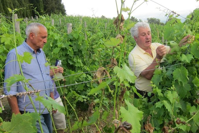 Vineyard manager, Michele Pezzicoli (left) with Seillan inspecting the vines of their newly acquired, high elevation vineyard.