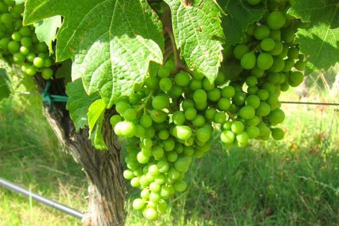 Tenuta di Arceno Sangiovese