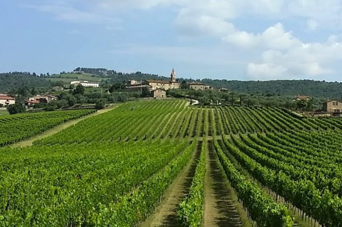 Sangiovese vines looking out to San Gusme