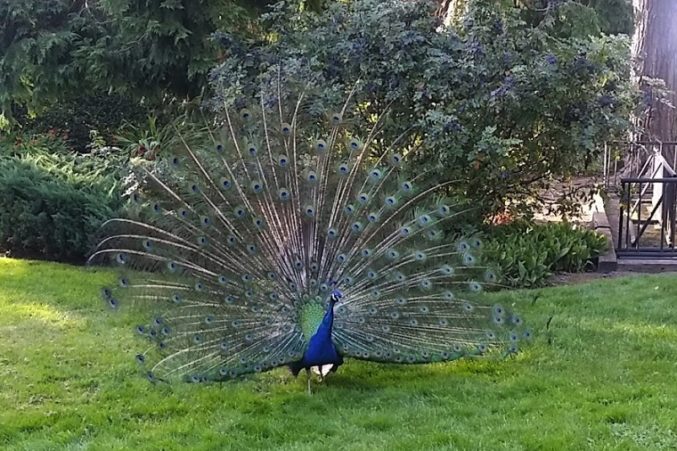 Chateau Ste. Michelle's Woodinville estate peacock welcomes guests to the Riesling Grand Tasting.