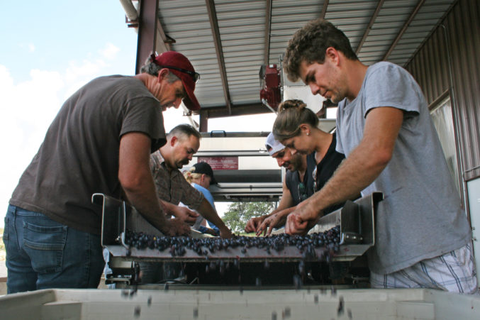 Pedernales team sorting fruit during harvest; photo courtesy of the winery