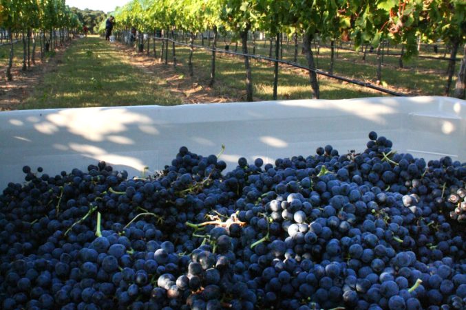 Just harvested Tempranillo fruit; photo courtesy of Pedernales Cellars