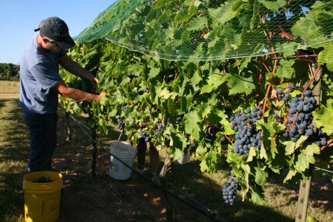 Temparnillo harvest at Pedernales Cellars; photo courtesy of Pedernales Cellars