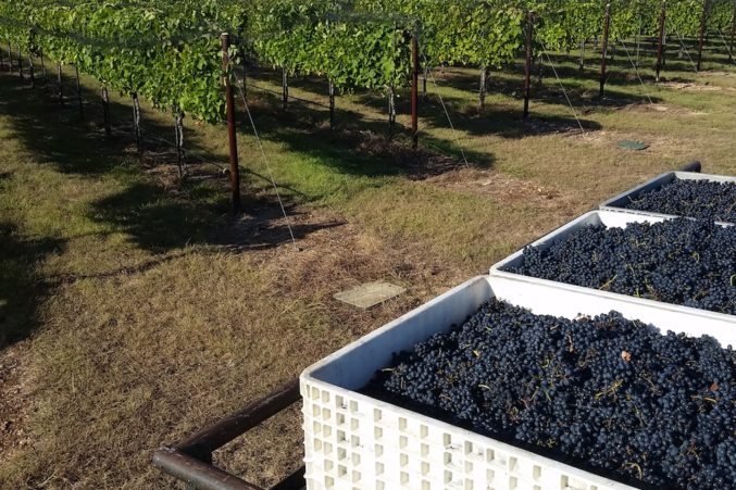 Harvest day at Fall Creek Vineyards; photo courtesy of the winery. 