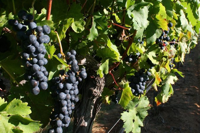 2016 Pedernales Tempranillo from Kuhlken Vineyard; photo courtesy of Pedernales Cellars