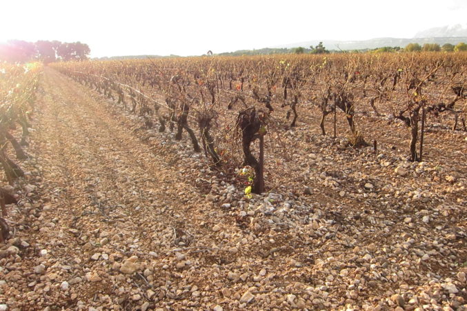 Vines of Provence; photo by Hayley Hamilton Cogill