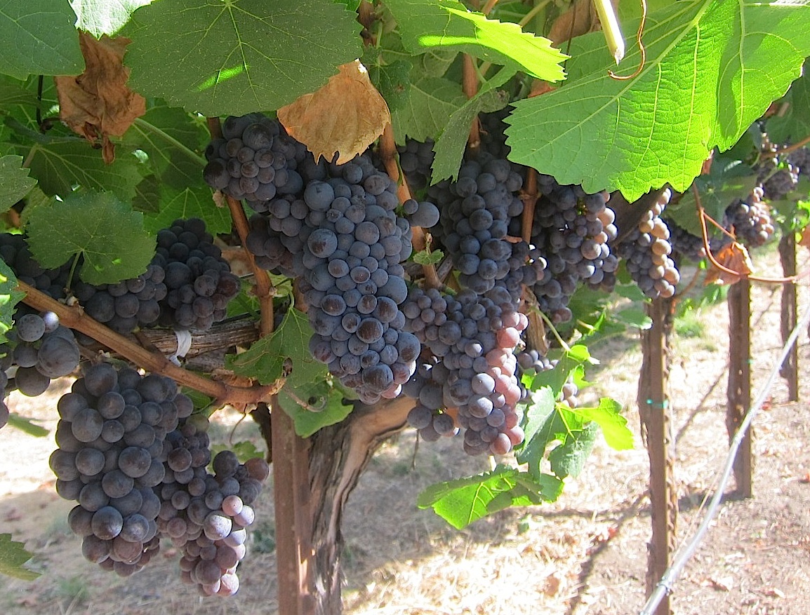 Pinot Noir vines At MacMurray Estate in Sonoma; all photos by Hayley Hamilton Cogill