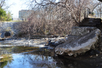 wild-dallas-Farmers-Branch-Creek