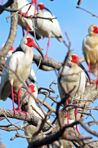 Ibis are also commonly seen around the Trinity's wetlands.