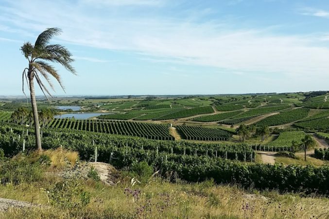 Vineyards of Bodega Garzon; all photos by Hayley Hamilton Cogill 