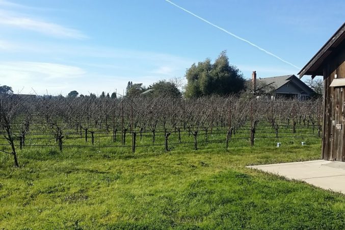 Inman Family Vineyards; photo by Hayley Hamilton Cogill