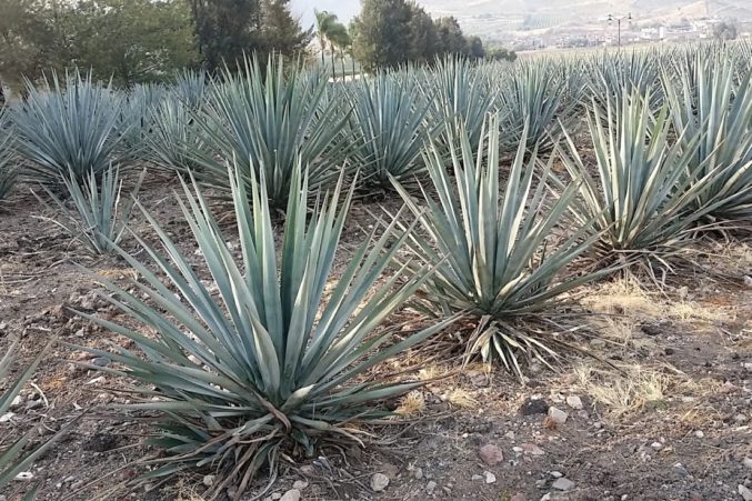 Weber Blue Agave plants