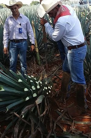 Harvesting ripe agave.