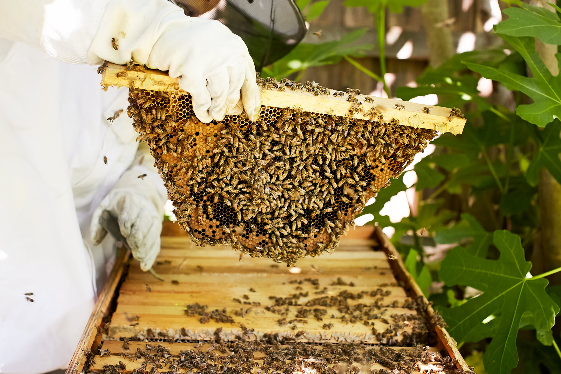 One Dallas Woman's Journey to Backyard Beekeeping D Magazine