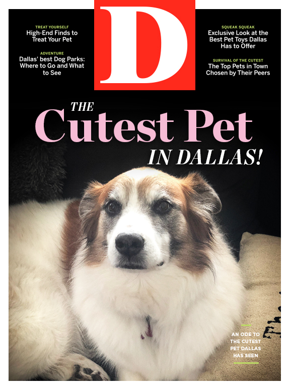 Introducing Bobo, Voted the No. 1 Cutest Pet in Dallas - D Magazine