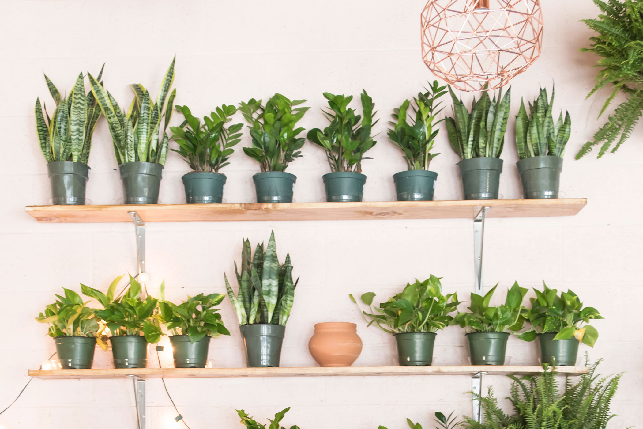 A Beginner's Guide to Houseplants - D Magazine