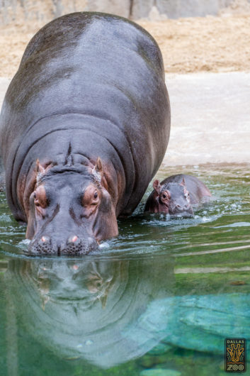 Meet the Dallas Zoo’s Cute New Baby Hippo on Saturday - D Magazine